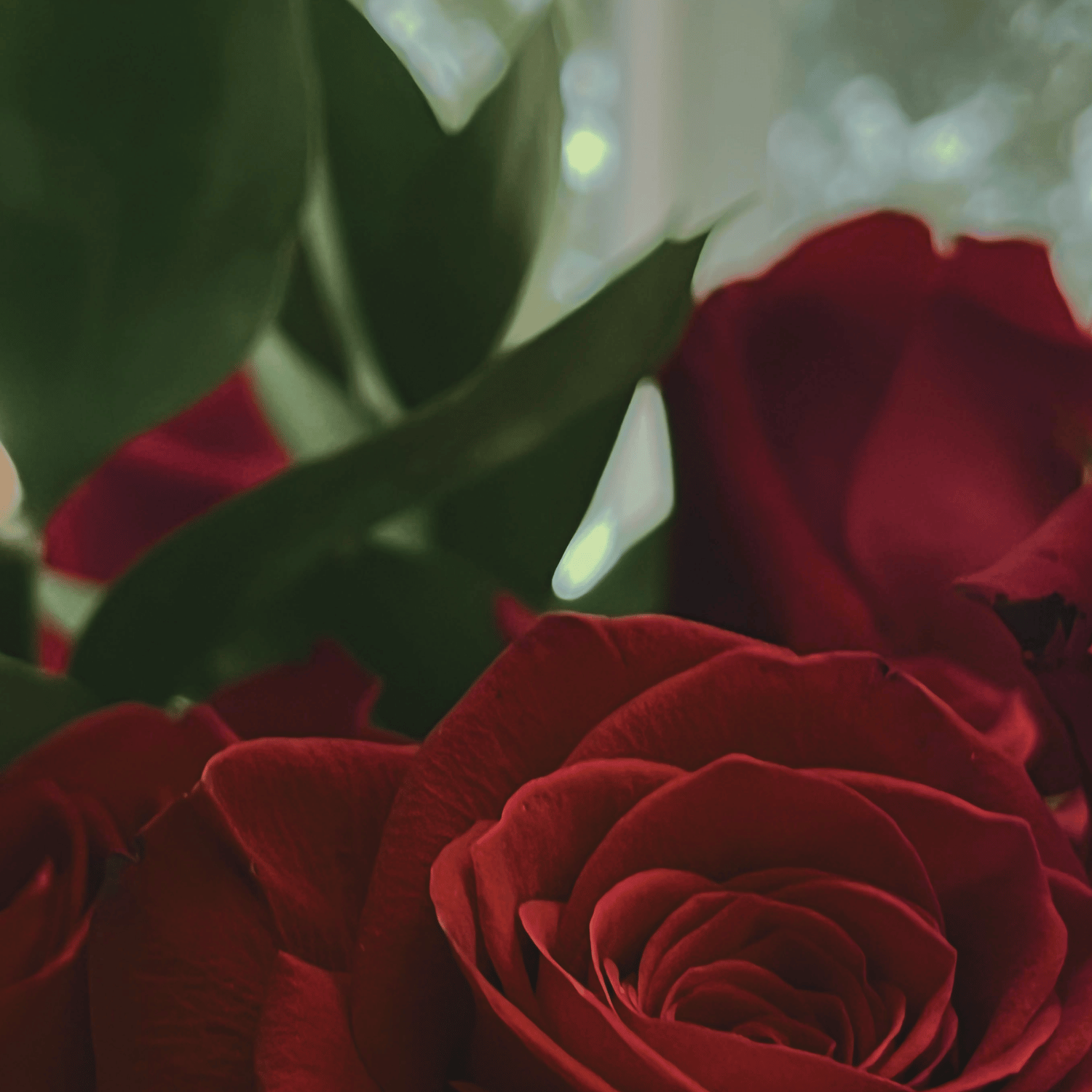 Waltz to a Wilting Rose cover